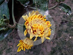 Kali of joba flower dalia