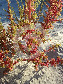 Kali Turgida (Prickly Saltwort) Plant Growing in Bright Sunlight in Sand Dunes.