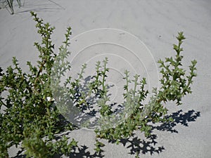 Kali Turgida (Prickly Saltwort) Plant Growing in Sand Dunes on Long Beach.