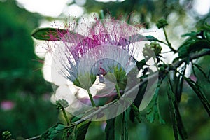 Kaliandra flower in tree in Grande Riviere village in Trinidad and Tobago