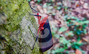 Kalidasa is a genus of planthoppers in the tribe Aphaenini of the family Fulgoridae, LanternFly (Kalidasa lanata) photo