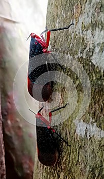 Kalidasa planthoppers climbing tree