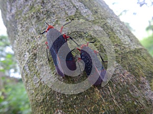 Kalidasa planthoppers on a tree, aphaenini, fulgoridae, lanternfly