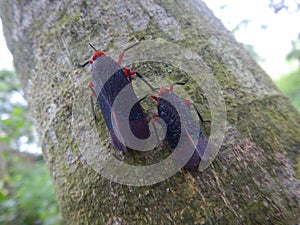 Kalidasa planthoppers on a tree, aphaenini, fulgoridae, lanternfly photo