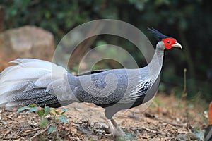 Kalij Pheasant