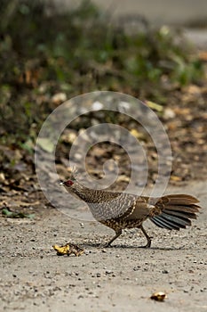 Kalij pheasant or Lophura leucomelanos female bird running on forest track at pilibhit national park forest or tiger reserve uttar