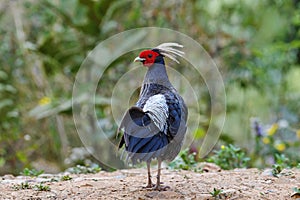 Kalij Pheasant Male, Lophura leucomelanos, Sattal Uttarakhand