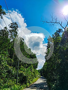 Kalimantan Forest tree road way sky cloud