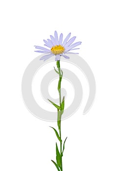 Kalimeris (Kalimeris incisa