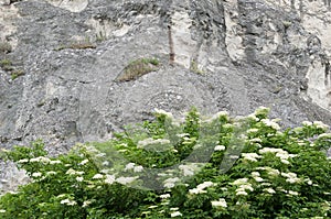 Kalina blooming bush on stone background