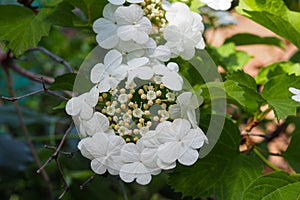 Kalina flowers. Viburnum opulus In Russia the Viburnum fruit is called kalina viburnum and is considered a national symbol. Kalina