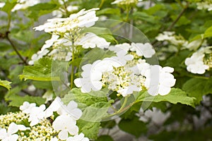 Kalina flowers. Viburnum opulus, the Viburnum fruit is called kalina and is considered a national symbol. Kalina derived