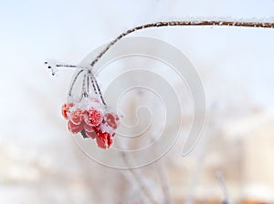 Kalina red in the snow