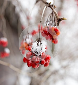 Kalina red in the snow in the winter in nature