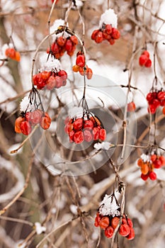 Kalina red in the snow in the winter in nature