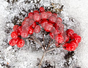 Kalina red in the snow in the winter in nature