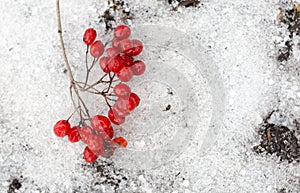 Kalina red in the snow in the winter in nature