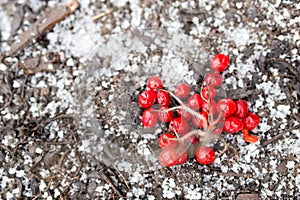 Kalina red in the snow in the winter in nature