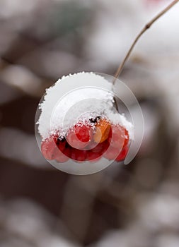 Kalina red in the snow in the winter in nature