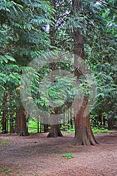 KALININGRAD REGION, RUSSIA. Giant tui trees. Ecological route-trail `Royal Bor