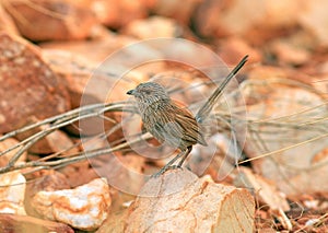 Kalkadoongrassluiper, Kalkadoon Grasswren, Amytornis ballarae