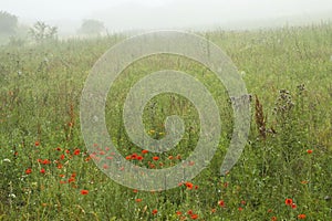 Kalkgrasland, Limburg, Nederland / Netherlands