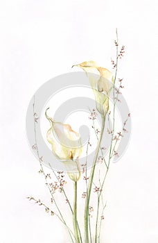 Kalla watercolor painting