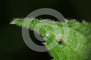 Kallima inachus butterfly egg in nature, Macro closeup