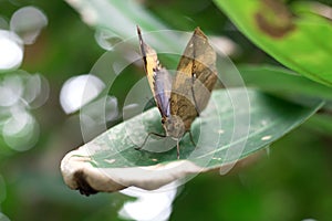 Kallima inachus, or dead leaf is the butterfly wings are shaped like a leaf