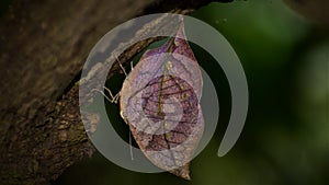 Kallima inachus, the orange oakleaf, Indian oakleaf or dead leaf