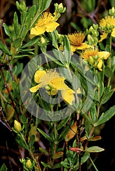 Kalm`s St. Johnswort   38093