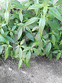 Kalmegh or Kalomegh, Green chirayta Andrographis paniculata, family: photo