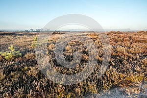 The Kalmhoutse heather park