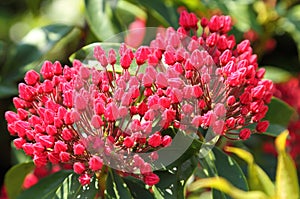 Kalmia latifolia photo