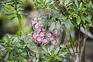 Kalmia latifolia broadleaved evergreen shrub, white purple flowering beautiful plant