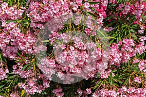 Kalmia latifolia called mountain laurel or spoonwood. A broadleaved evergreen shrub in the heather family, Ericaceae
