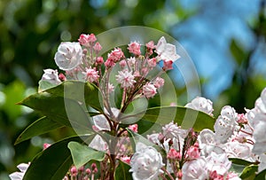 Kalmia latifolia or mountain laurel flowers and buds closeup photo