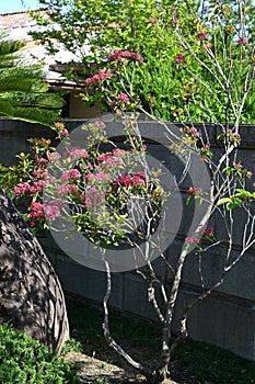 Kalmia latifolia flowers. Ericaceae evergreen shrub. photo