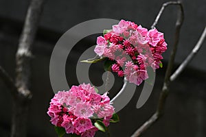 Kalmia latifolia flowers. Ericaceae evergreen shrub. photo