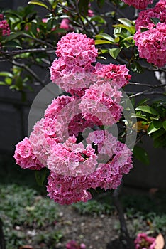 Kalmia latifolia flowers. Ericaceae evergreen shrub. photo