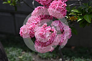 Kalmia latifolia flowers. Ericaceae evergreen shrub. photo