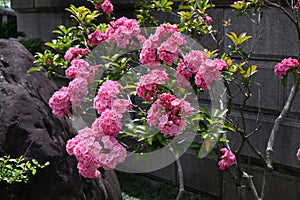 Kalmia latifolia flowers. Ericaceae evergreen shrub. photo