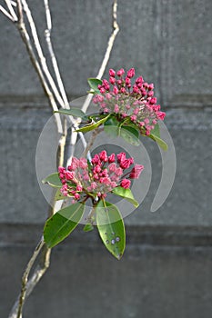 Kalmia latifolia flowers. Ericaceae evergreen shrub. photo