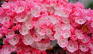 Kalmia latifolia flowers with leaves close up.