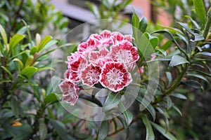 Kalmia latifolia flowers with leaves close up.