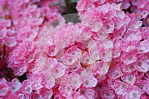 Kalmia latifolia flowers with leaves close up.