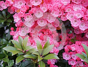 Kalmia latifolia flowers with leaves close up.