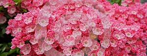 Kalmia latifolia flowers with leaves close up.