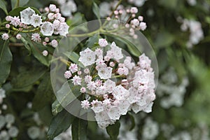 Kalmia latifolia, mountain-laurel, calico-bush, or spoonwood photo