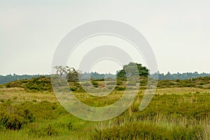 Kalmthout heath on a cloudy hazy day